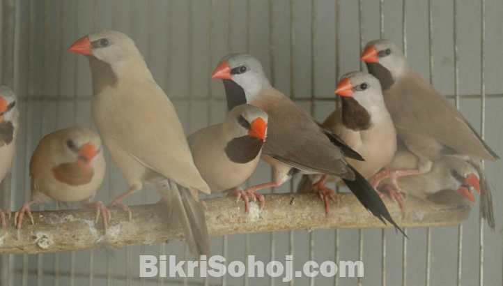 Longtail Finch